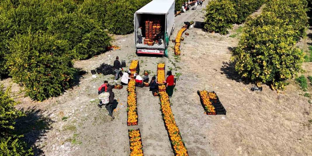 Mevsimin en ucuz meyvesi oldu! 15 TL’den 8 TL’ye geriledi… 1